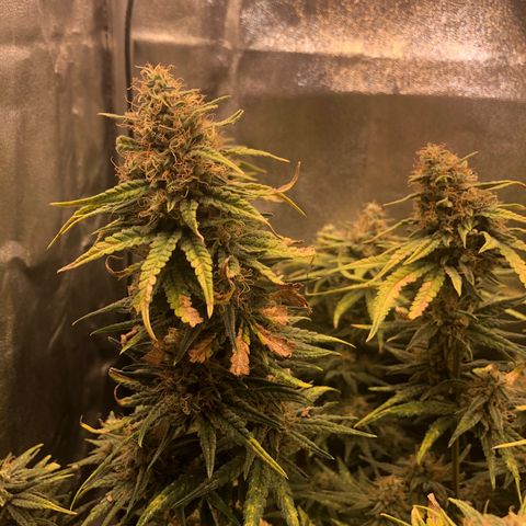 Lemon Skunk x Super Silver Haze growlog timeline photo