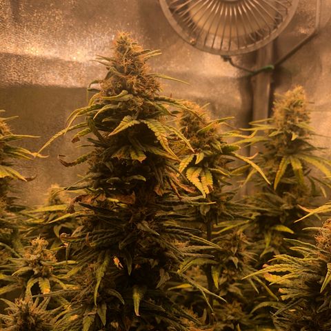 Lemon Skunk x Super Silver Haze growlog timeline photo