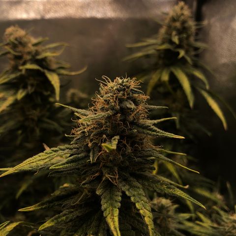 Lemon Skunk x Super Silver Haze growlog timeline photo