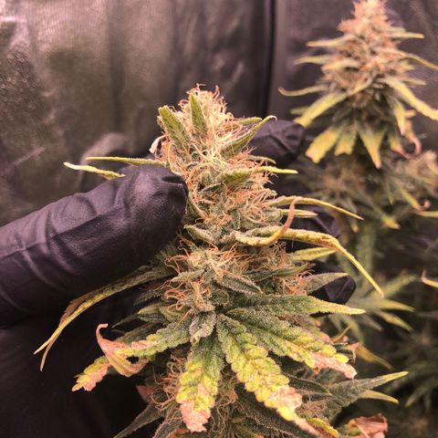 Lemon Skunk x Super Silver Haze growlog timeline photo