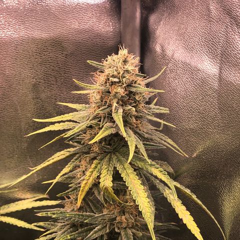Lemon Skunk x Super Silver Haze growlog timeline photo