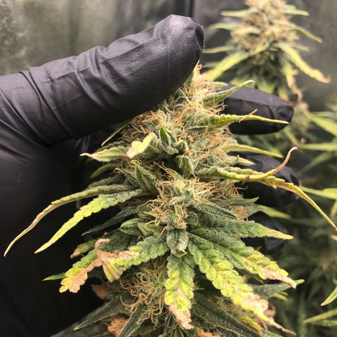 Lemon Skunk x Super Silver Haze growlog timeline photo