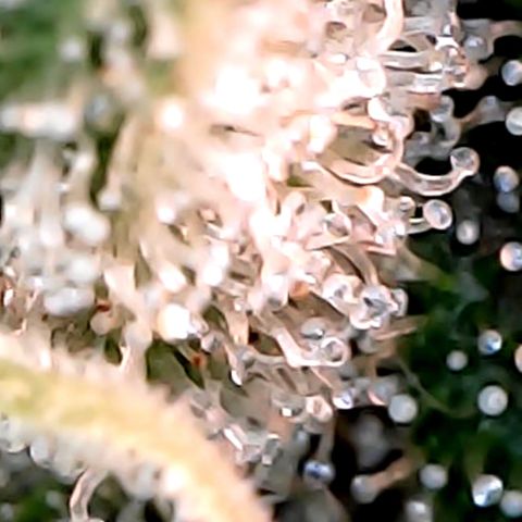Lemon Skunk x Super Silver Haze growlog timeline photo