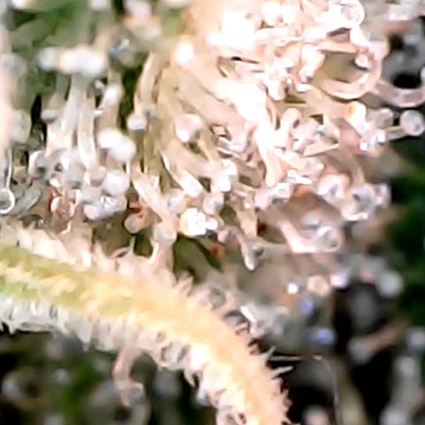 Lemon Skunk x Super Silver Haze growlog timeline photo
