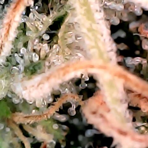 Lemon Skunk x Super Silver Haze growlog timeline photo