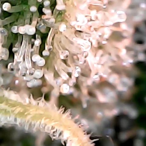 Lemon Skunk x Super Silver Haze growlog timeline photo
