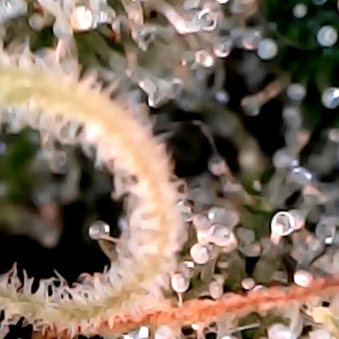 Lemon Skunk x Super Silver Haze growlog timeline photo