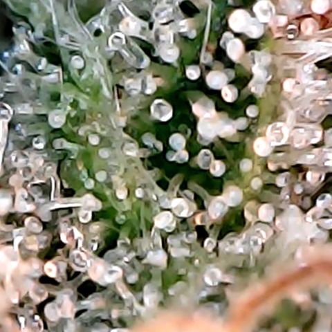 Lemon Skunk x Super Silver Haze growlog timeline photo