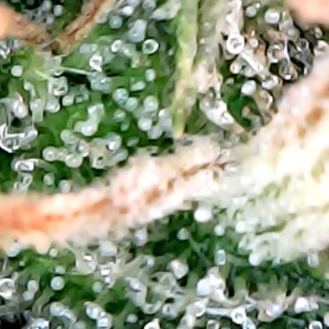 Lemon Skunk x Super Silver Haze growlog timeline photo