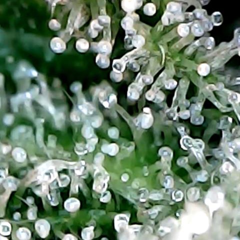 Lemon Skunk x Super Silver Haze growlog timeline photo