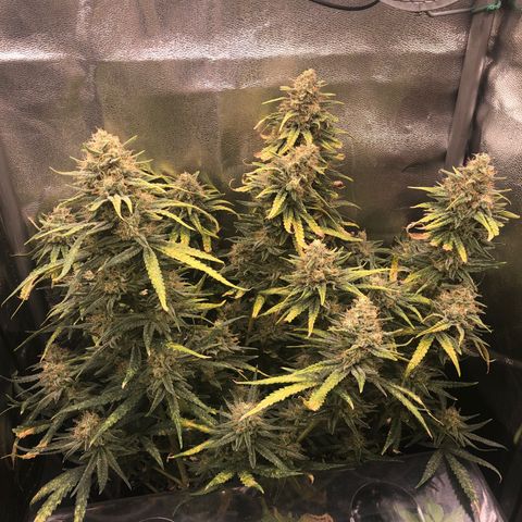 Lemon Skunk x Super Silver Haze growlog timeline photo