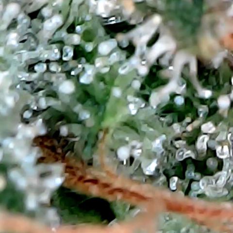 Lemon Skunk x Super Silver Haze growlog timeline photo