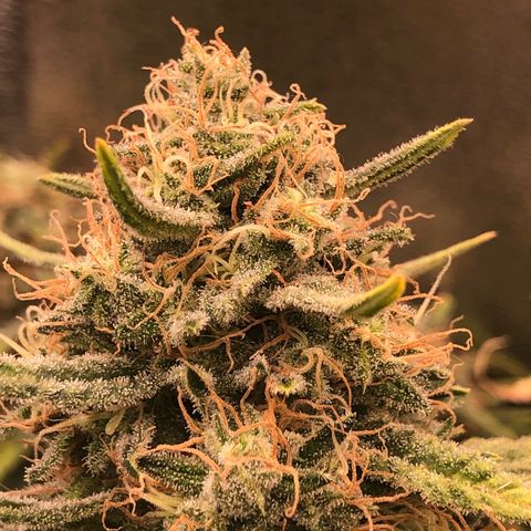 Lemon Skunk x Super Silver Haze growlog timeline photo