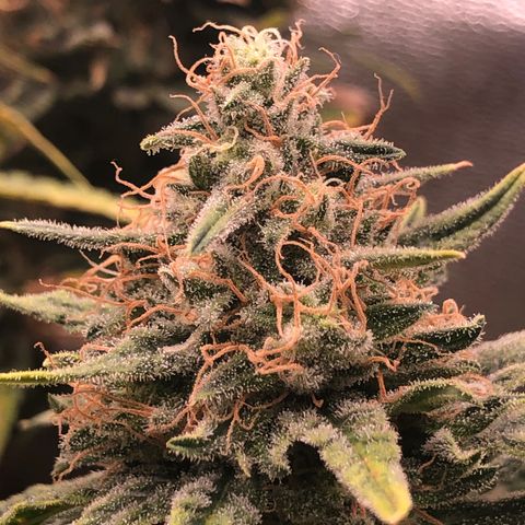 Lemon Skunk x Super Silver Haze growlog timeline photo