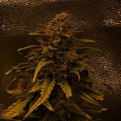 Lemon Skunk x Super Silver Haze growlog timeline photo