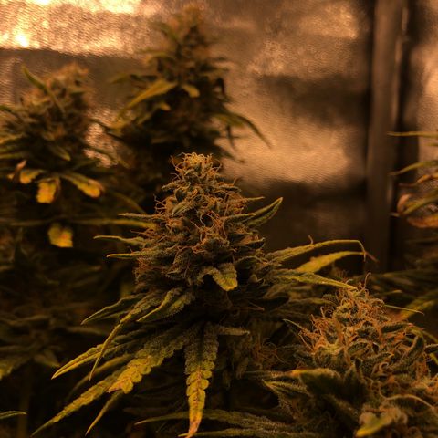 Lemon Skunk x Super Silver Haze growlog timeline photo
