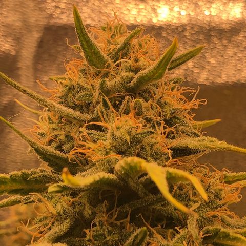 Lemon Skunk x Super Silver Haze growlog timeline photo