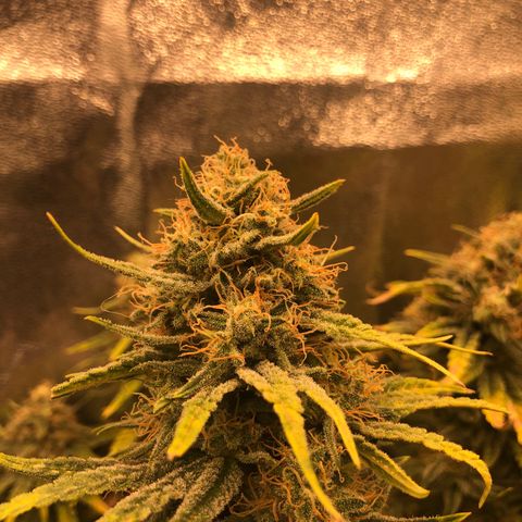 Lemon Skunk x Super Silver Haze growlog timeline photo