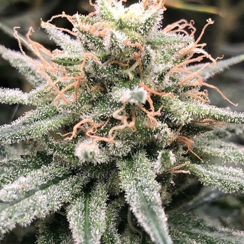 Lemon Skunk x Super Silver Haze growlog timeline photo