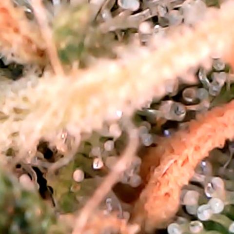 Lemon Skunk x Super Silver Haze growlog timeline photo