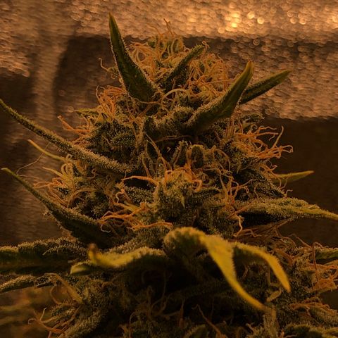 Lemon Skunk x Super Silver Haze growlog timeline photo