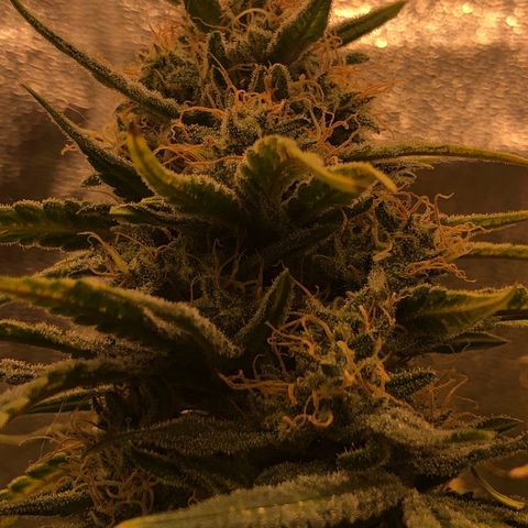 Lemon Skunk x Super Silver Haze growlog timeline photo