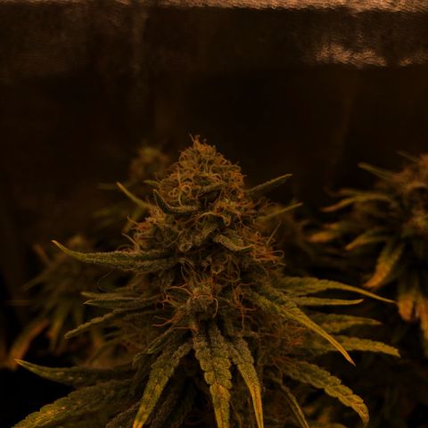 Lemon Skunk x Super Silver Haze growlog timeline photo