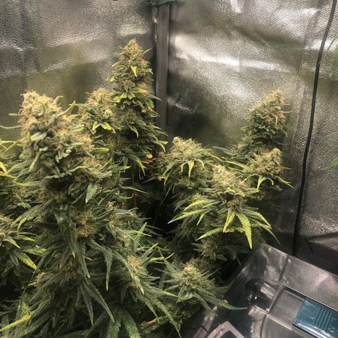 Lemon Skunk x Super Silver Haze growlog timeline photo