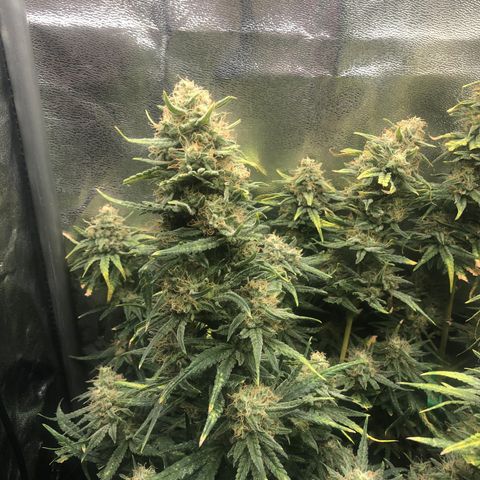 Lemon Skunk x Super Silver Haze growlog timeline photo