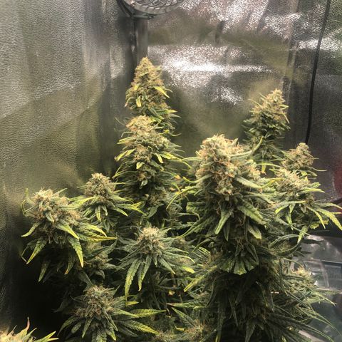 Lemon Skunk x Super Silver Haze growlog timeline photo