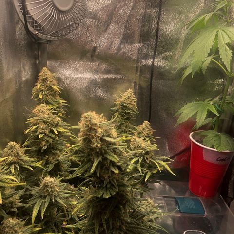 Lemon Skunk x Super Silver Haze growlog timeline photo