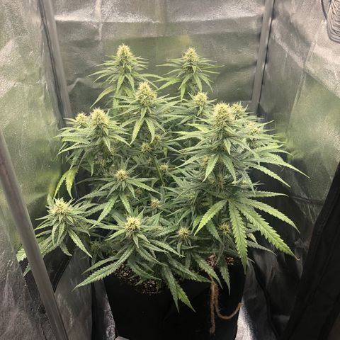Lemon Skunk x Super Silver Haze growlog timeline photo