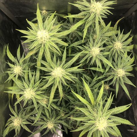 Lemon Skunk x Super Silver Haze growlog timeline photo