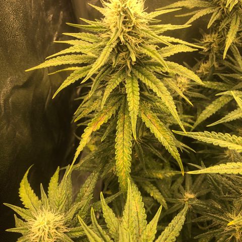 Lemon Skunk x Super Silver Haze growlog timeline photo