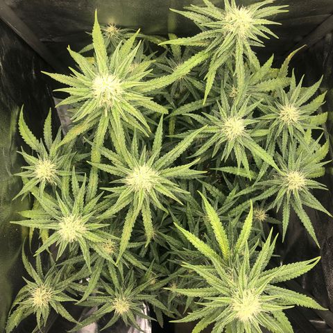 Lemon Skunk x Super Silver Haze growlog timeline photo