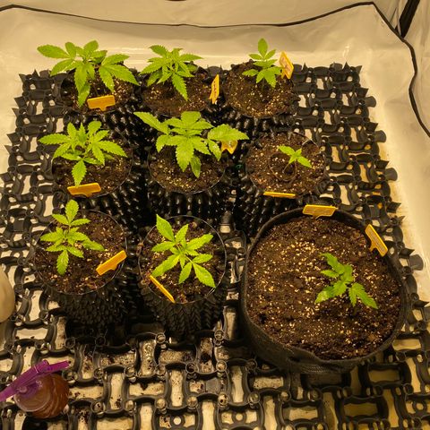 White Gorilla growlog photo: Babys besprüht 