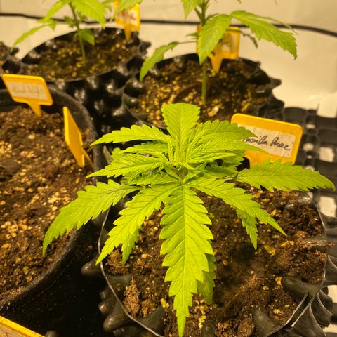 White Gorilla growlog timeline photo