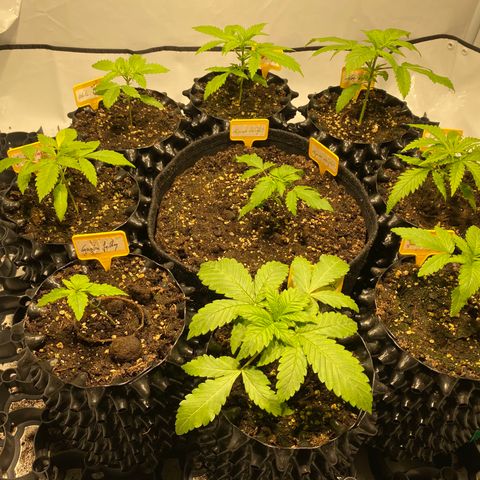 White Gorilla growlog timeline photo