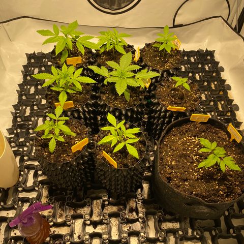 White Gorilla growlog timeline photo