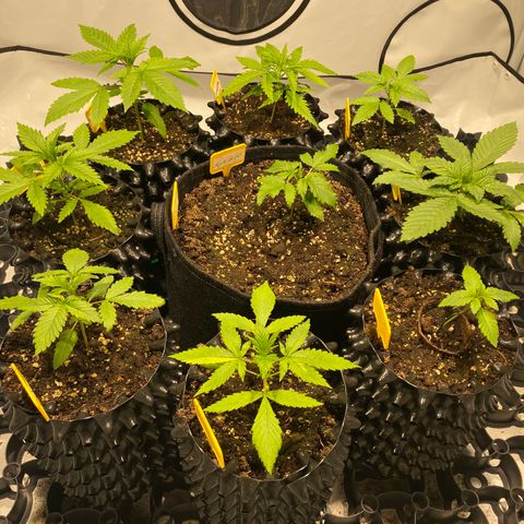 White Gorilla growlog timeline photo