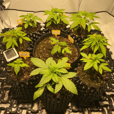 White Gorilla growlog timeline photo