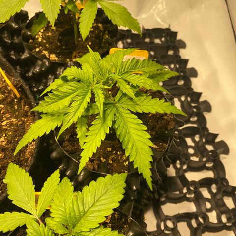 White Gorilla growlog timeline photo