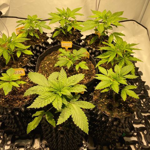 White Gorilla growlog timeline photo