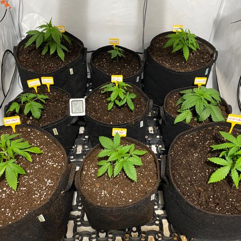 White Gorilla growlog timeline photo