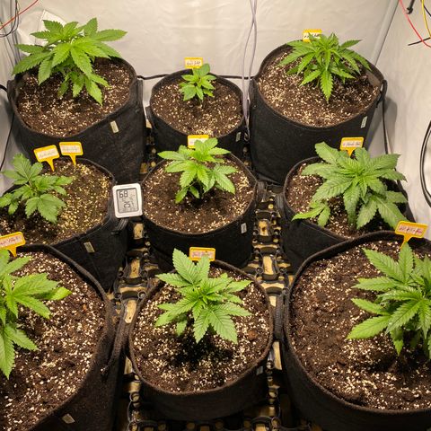 White Gorilla growlog timeline photo