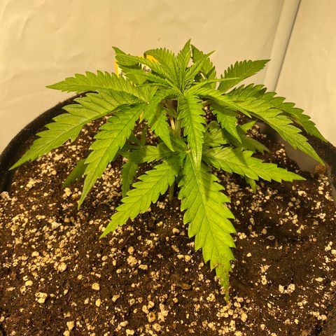 White Gorilla growlog timeline photo