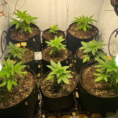White Gorilla growlog timeline photo