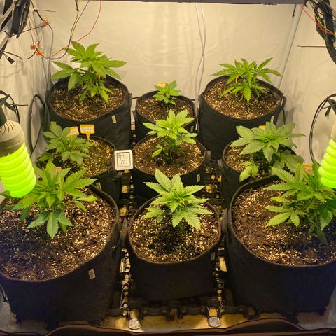 White Gorilla growlog timeline photo