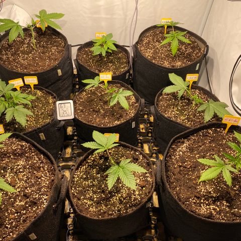 White Gorilla growlog timeline photo
