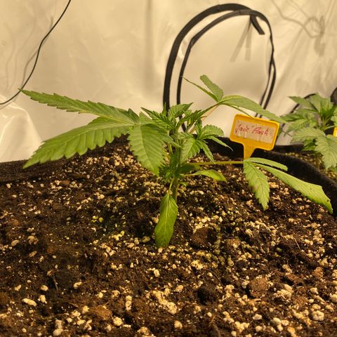 White Gorilla growlog photo: Erste Schritte zum Mainlining